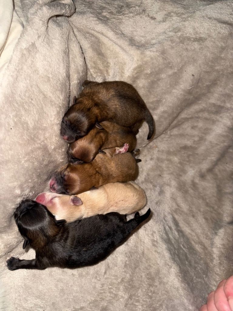 Pomeranian puppies😍