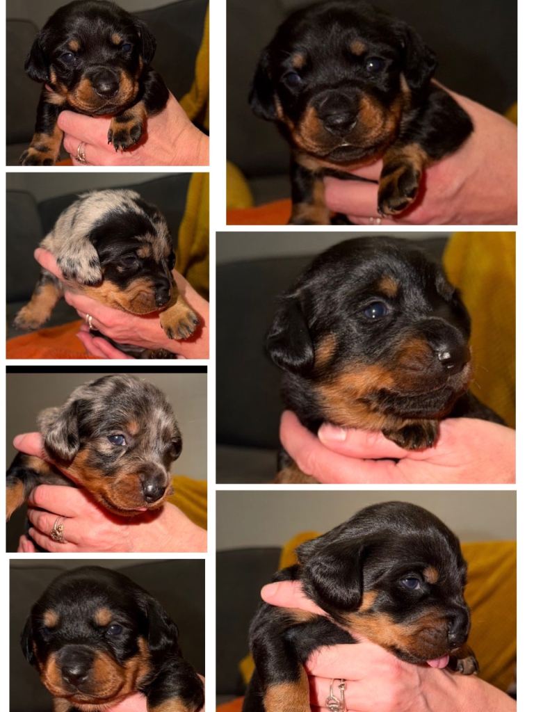 Dachsweiler puppies for sale £800