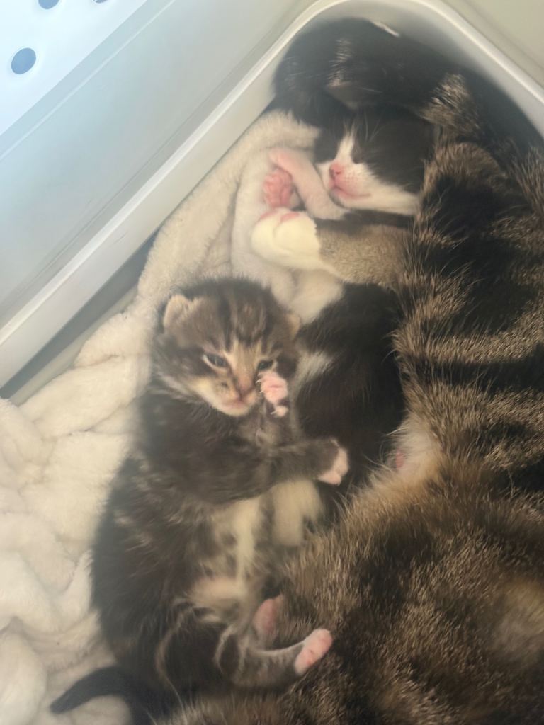 3 kittens for sale. 
