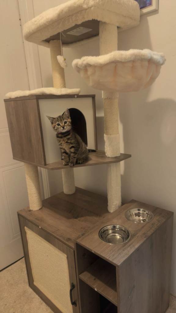 9 weeks old taby kitten
