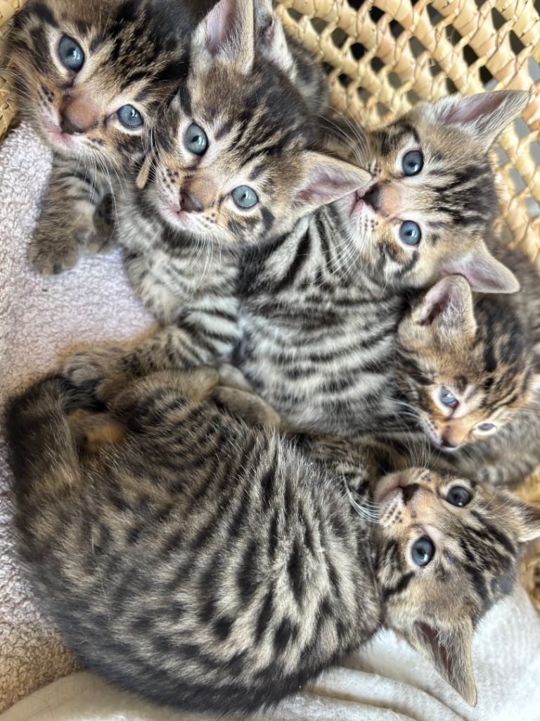 5 bengal mix kittens, reserve now for 10th of May 