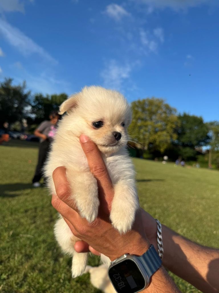 Luxury Pomshi Puppies – Fluffy, Cute & Ready Now – London