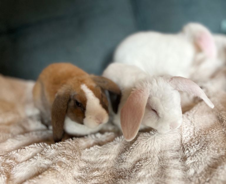 Mini Plush Lop Rabbit Babies