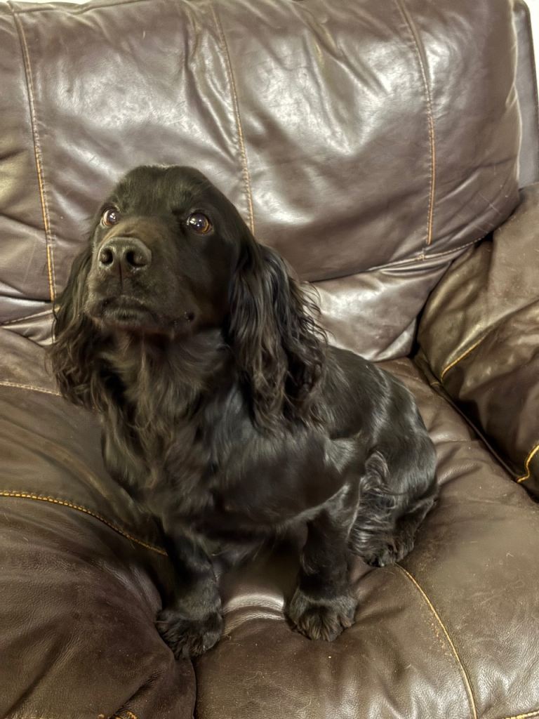 KC cocker spaniel puppies