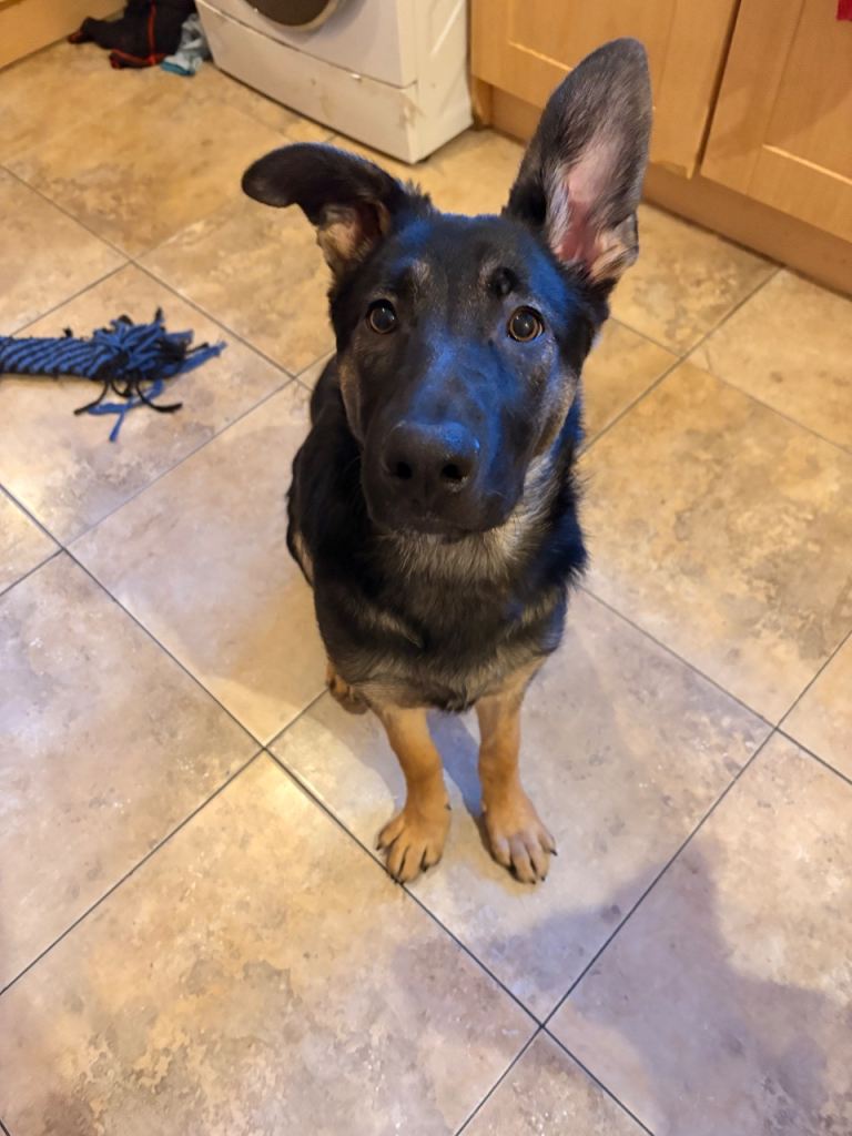 Beautiful German shepherd puppy
