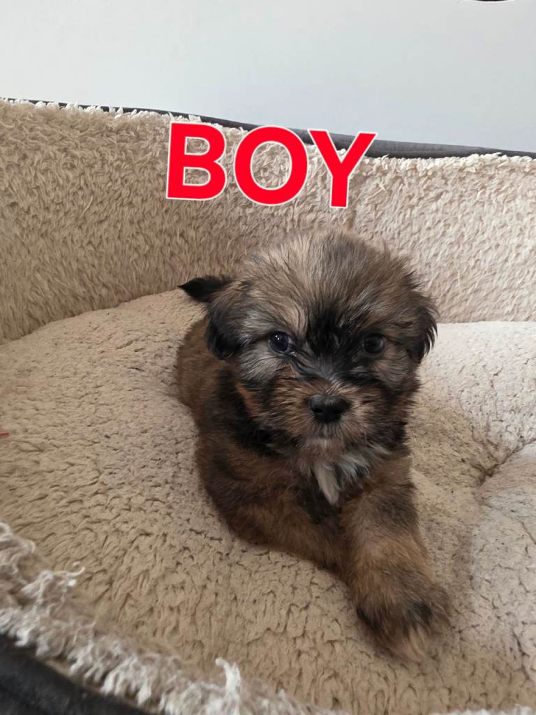 Shih tzu 