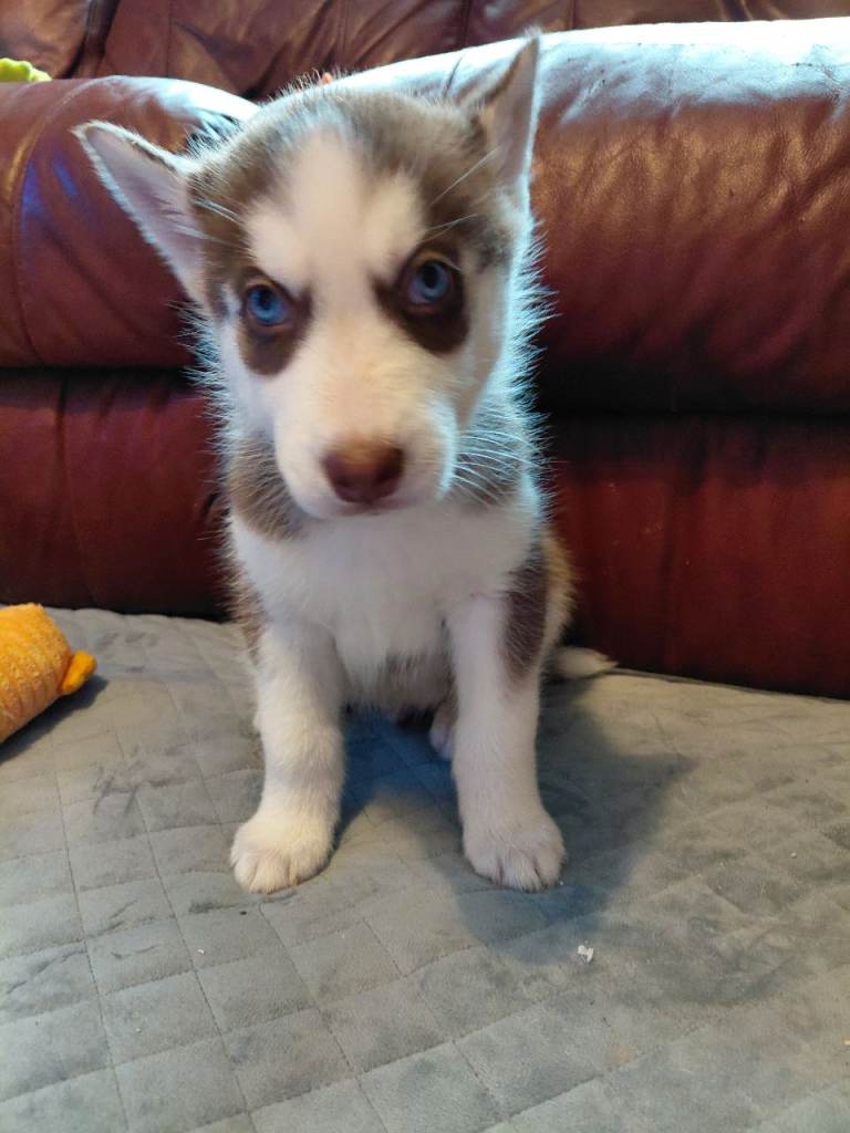 Husky puppies for sale