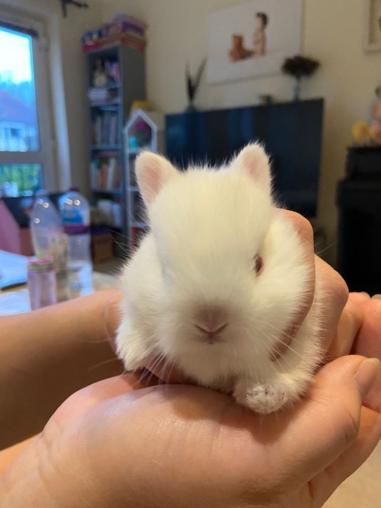 Netherland Dwarf Bunnies 