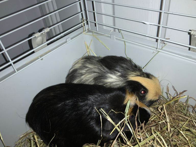 Guinea pigs for sale 