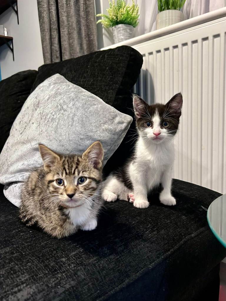 Kittens for sale - ready now