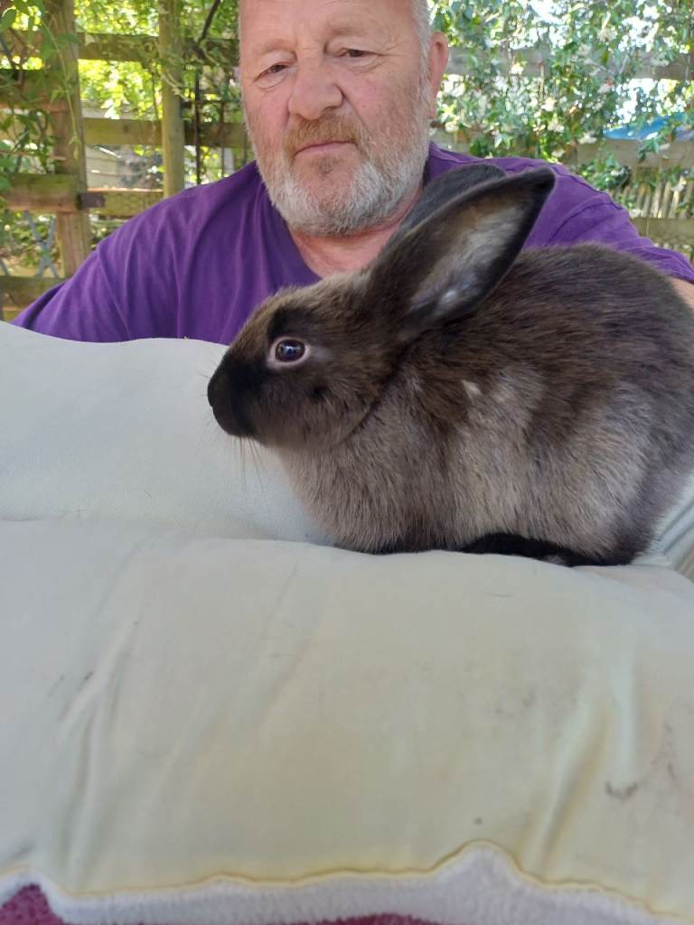 4 boy baby rabbits 