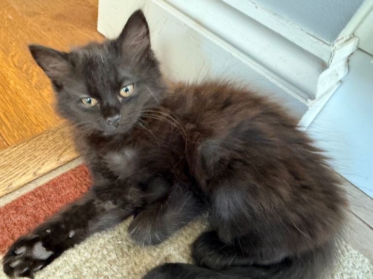 Black with brown hair streaks Tabby kitten 