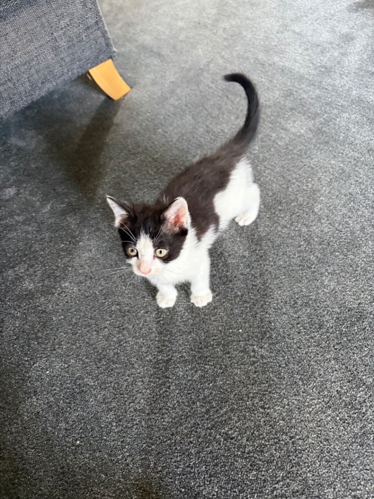 Kitten 
