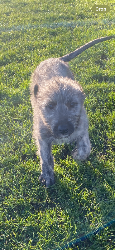 Irish wolfhound pup 