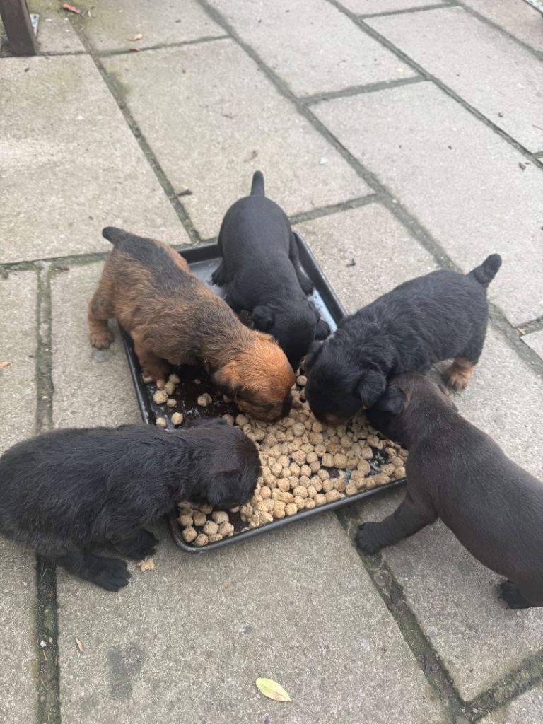 Lakeland/Fell pups