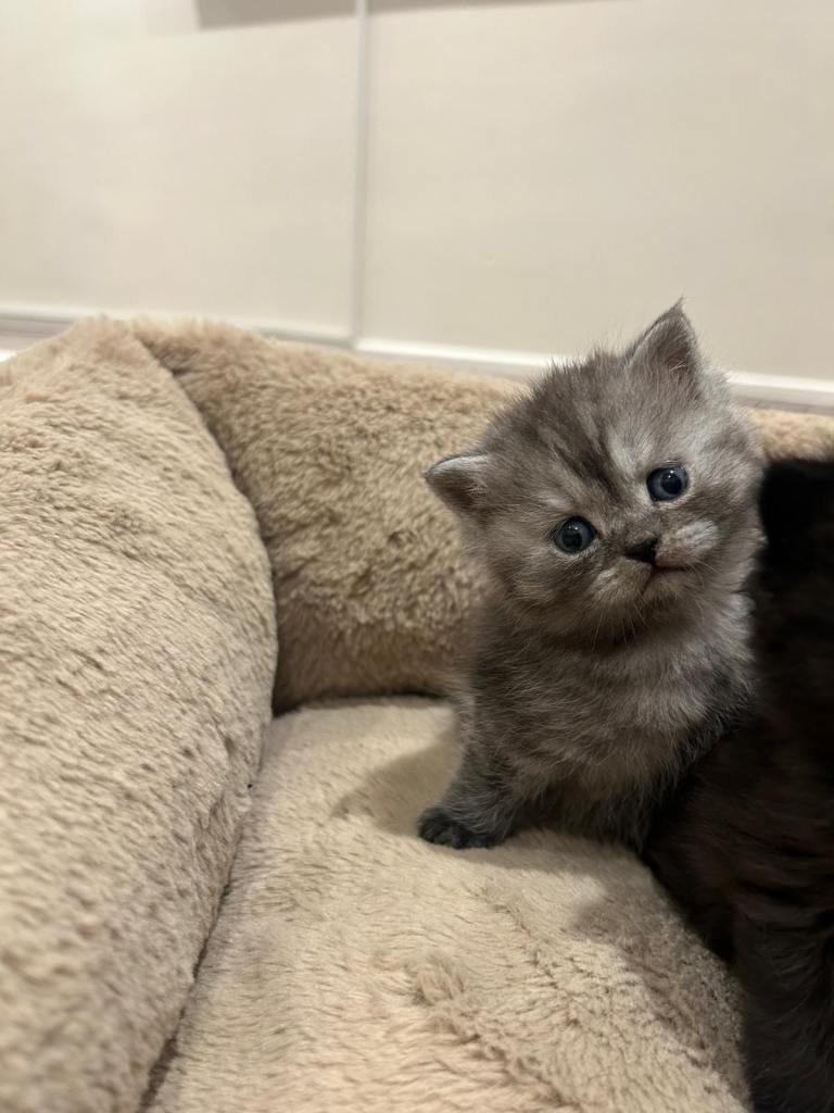 Persian/bsh kitten 