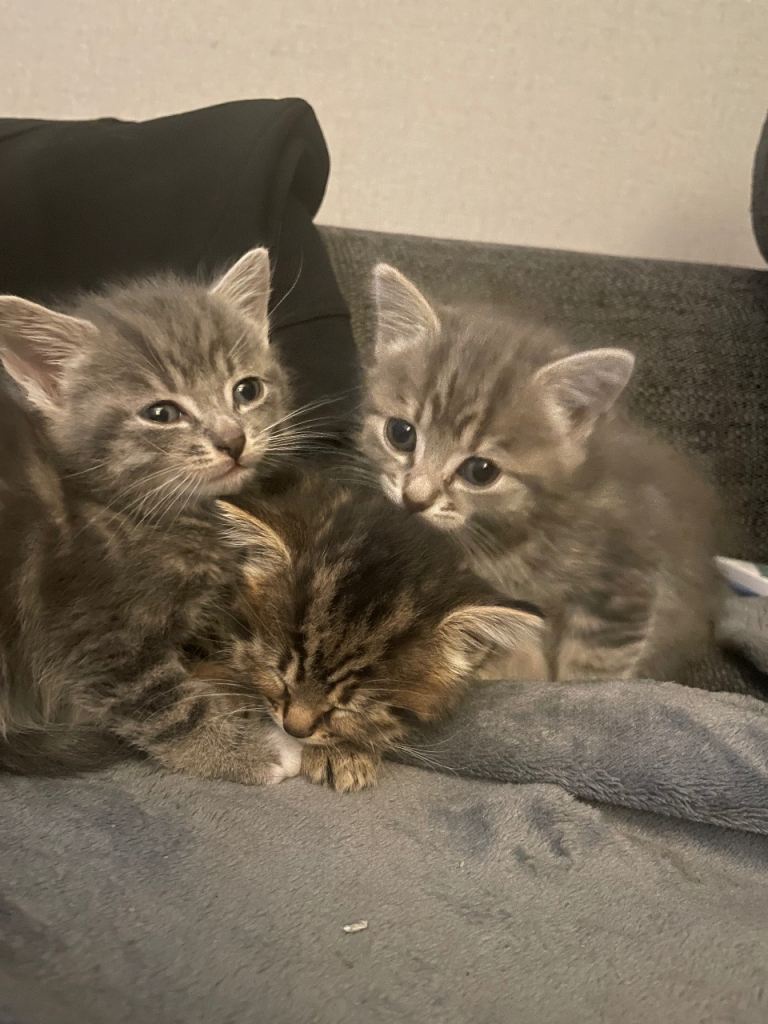 Kittens