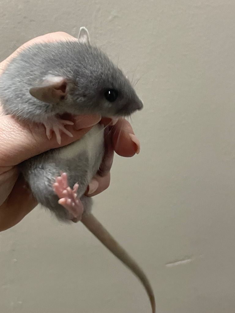 Baby Rats (Rex & standard coats)