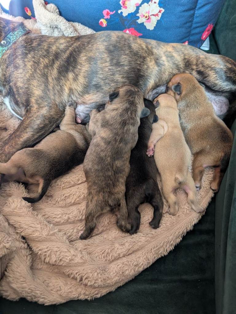 Two male french bulldog mix puppies