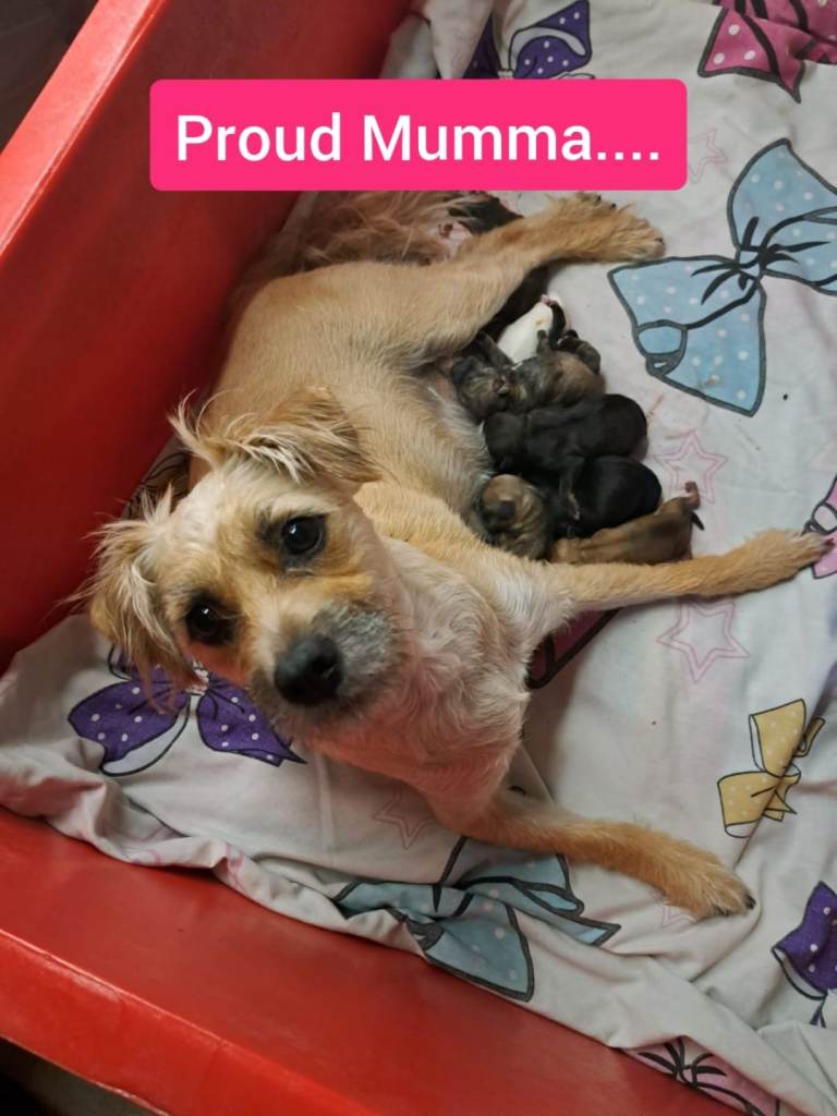 Jugapoochie puppies 