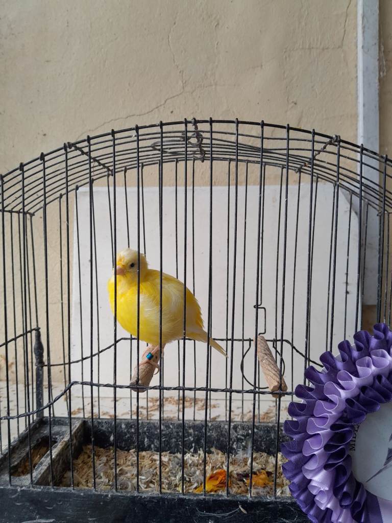 Male fife canaries for sale in Leicestershire 