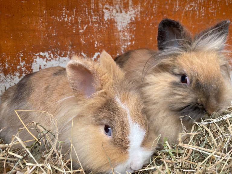 Lionheads