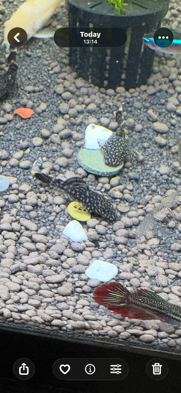Bristlenose Pleco juveniles 