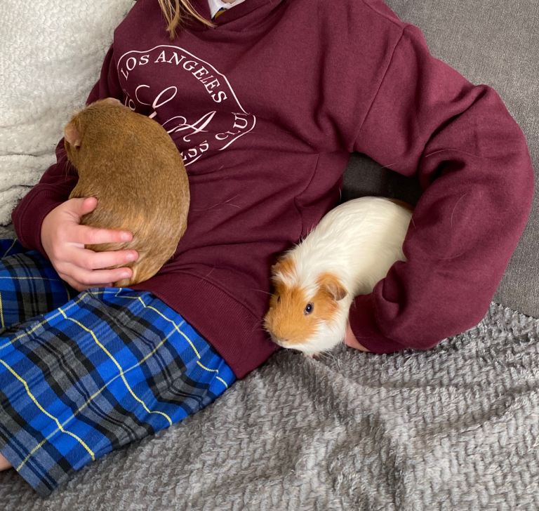 Chocolate & Biscuit - 2 x Guinea Pigs
