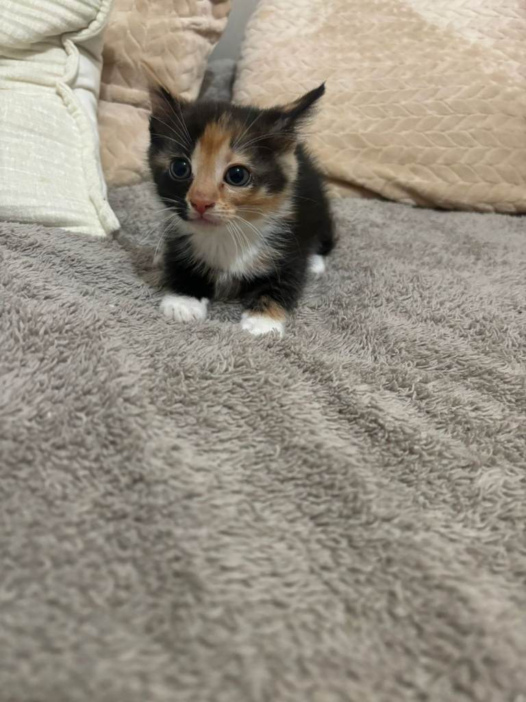 Lovely Litter of 5 Kittens Ready for Their Forever Homes!