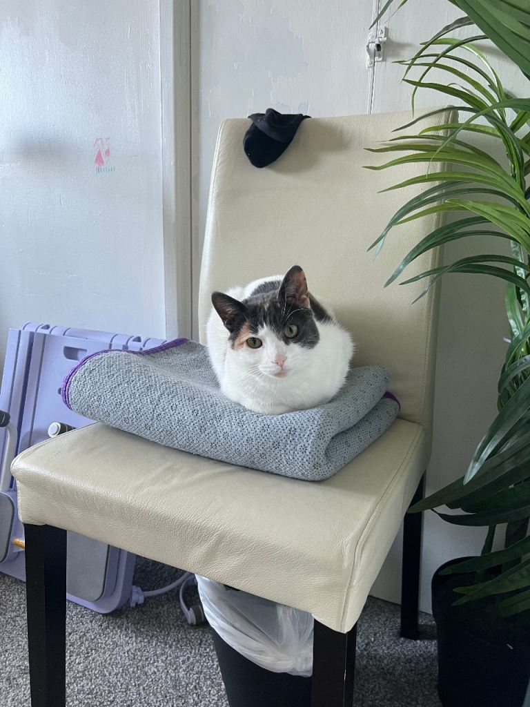 Female cat for sale 
