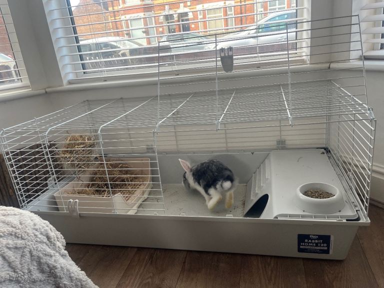 Lionhead rabbits with everything