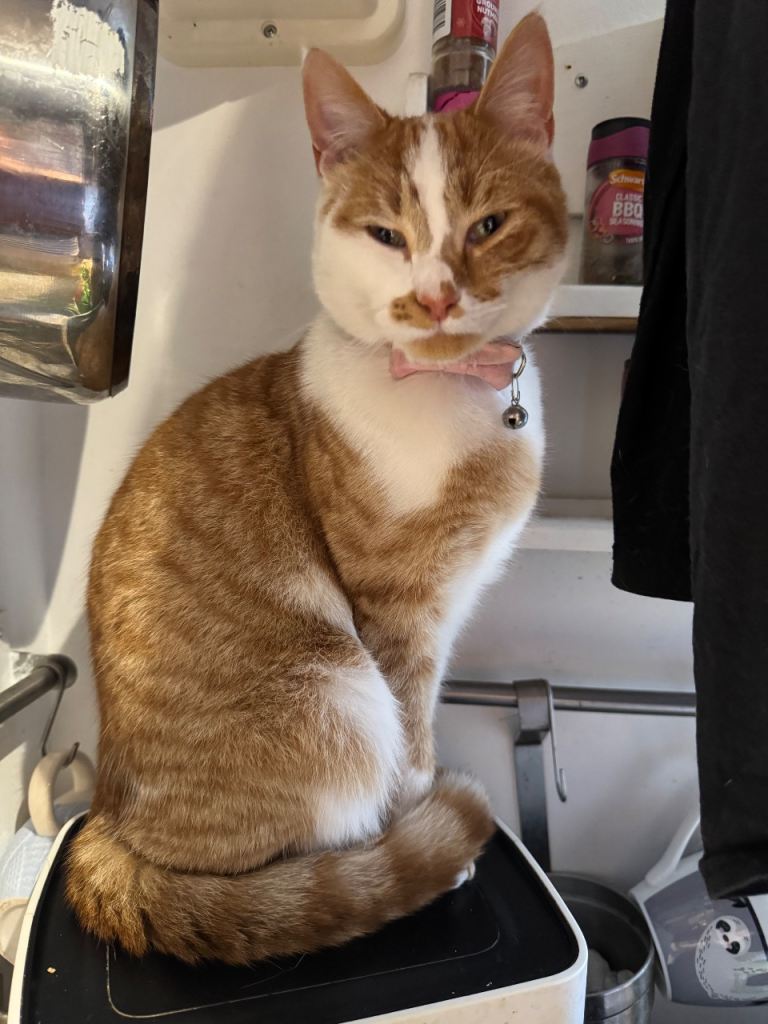 Young male ginger cat neutered for new home