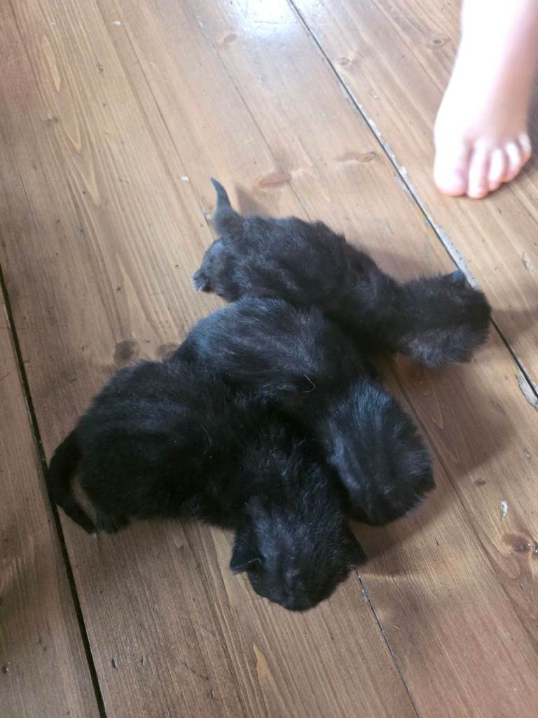 kiitens for sale