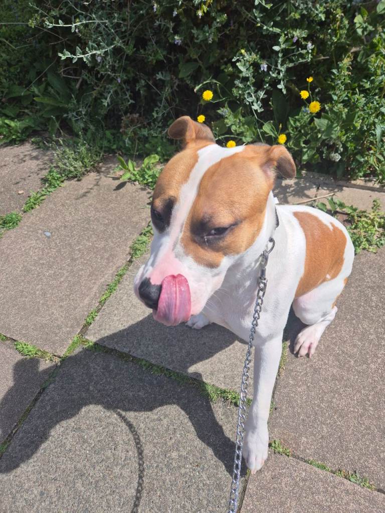 American bully