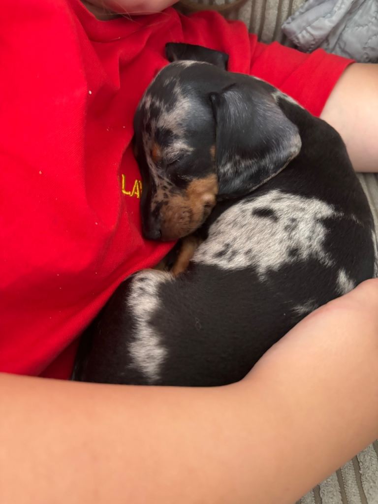 miniature dachund