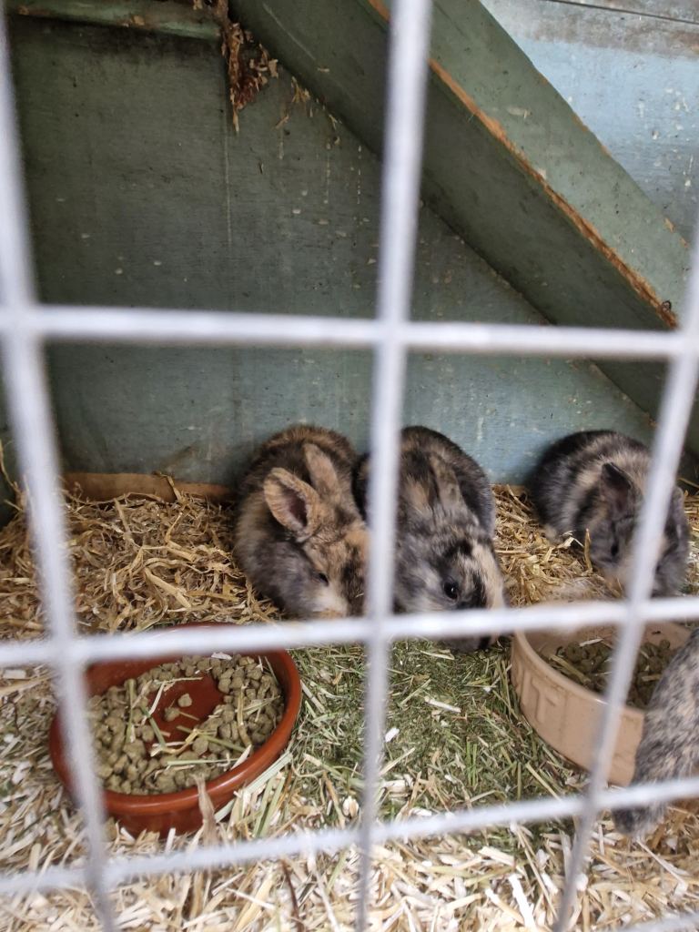 Mini lop baby rabbits only 1 available 