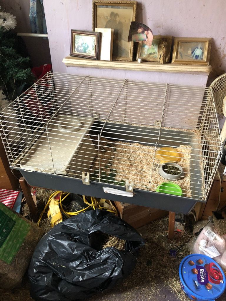 Guinea pig cage 