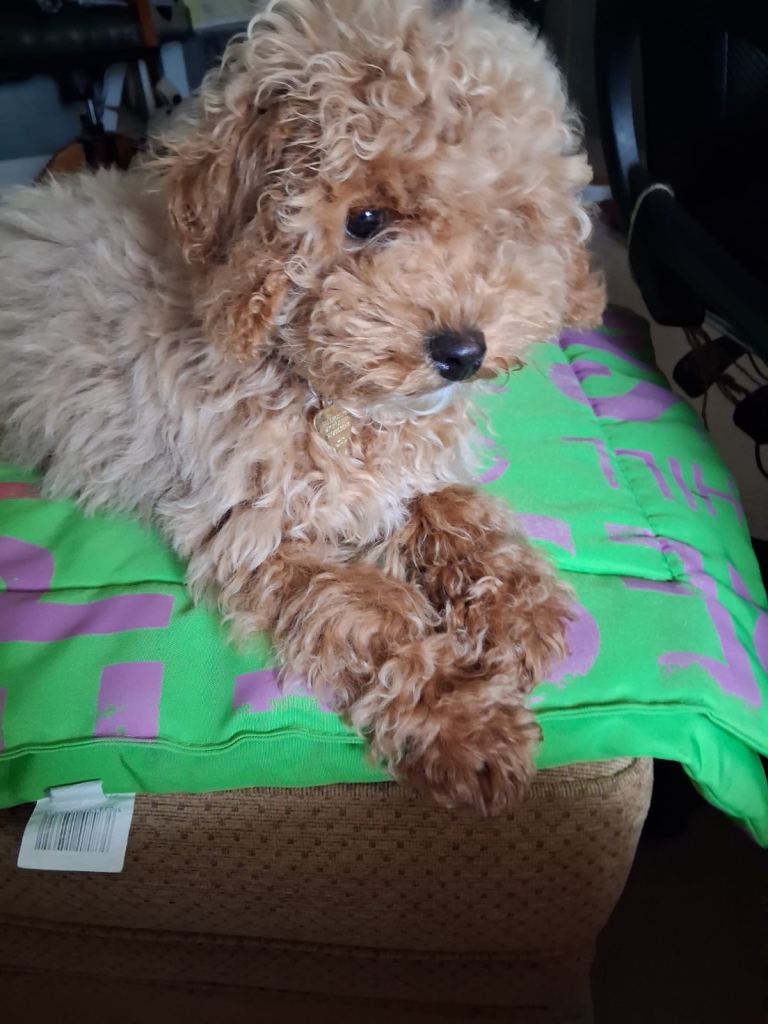 Sweet little fur baby 