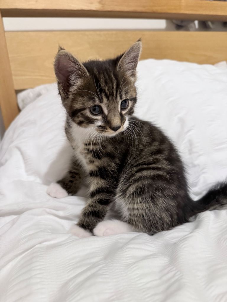 Two beautiful kittens 