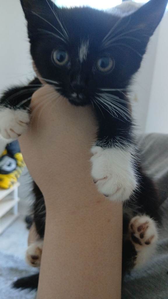 9 weeks old born on 9 th may 2026