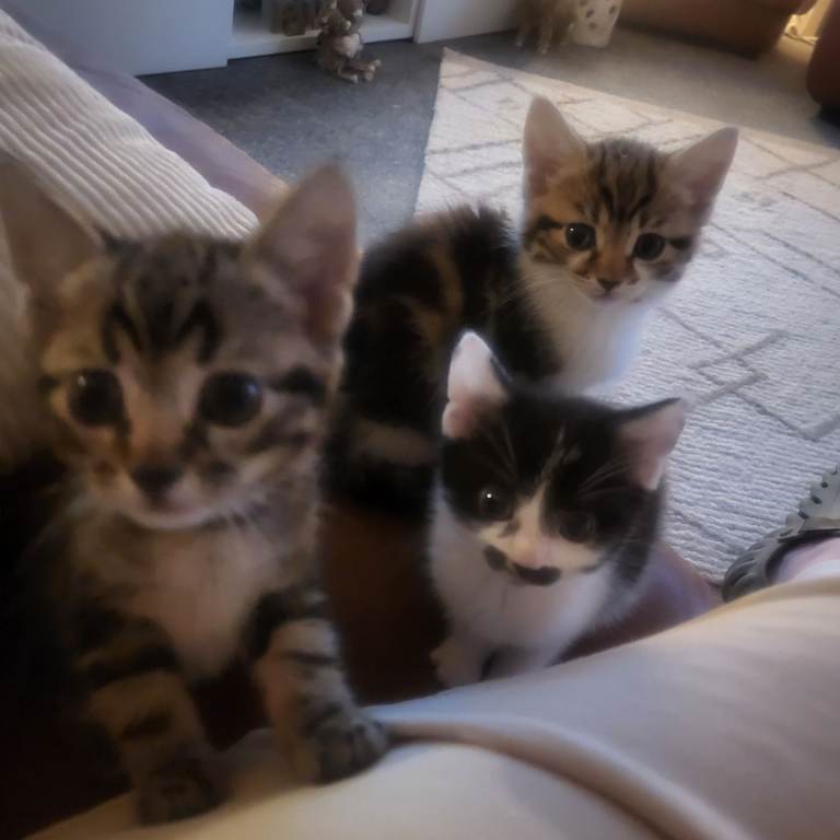 3 beautiful kittens looking for they're forever homes 🏡 