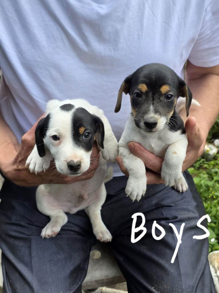Jack Russell puppies 