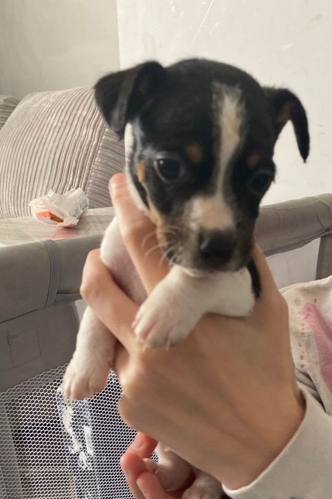 Pure Jack Russell puppies l