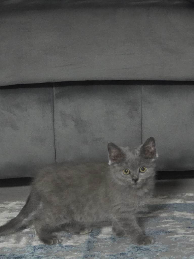 Beautiful BSH need REHOMING