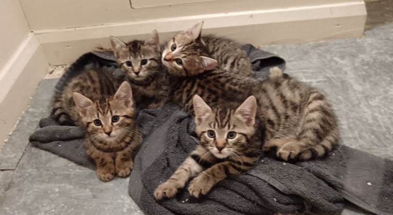 Sokoke Kittens ready for new homes. 