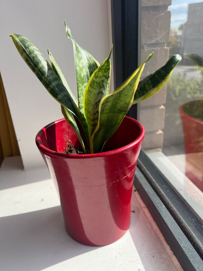 Mother-in-law’s tongue house plant