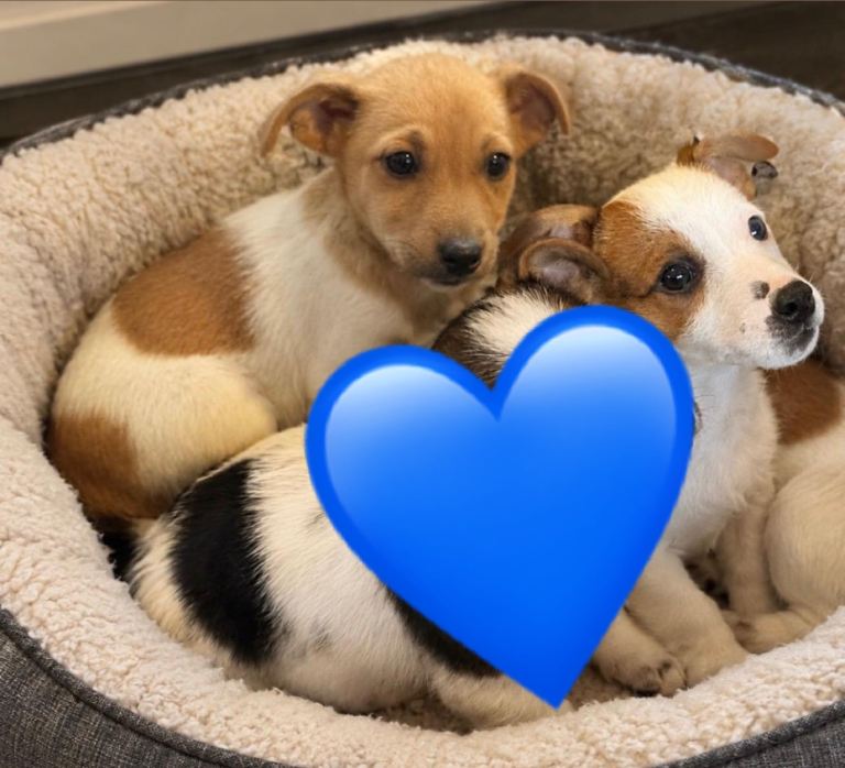 Traditional Jack Russell puppies ready now 