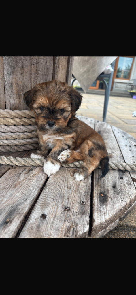Shorkie pups