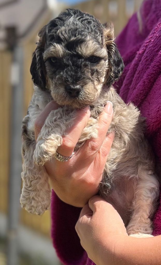 Cockapoo Puppies