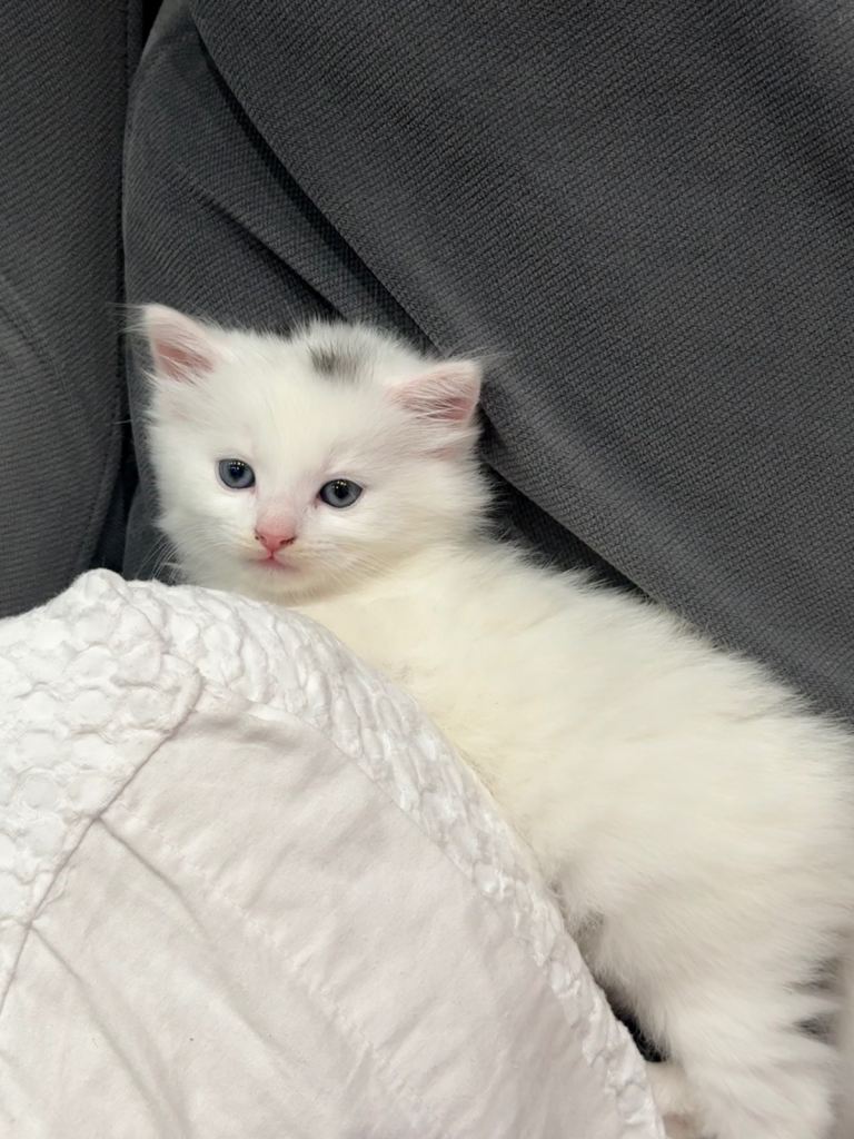 Turkish Angora kitten